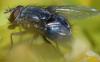 Calliphora vicina